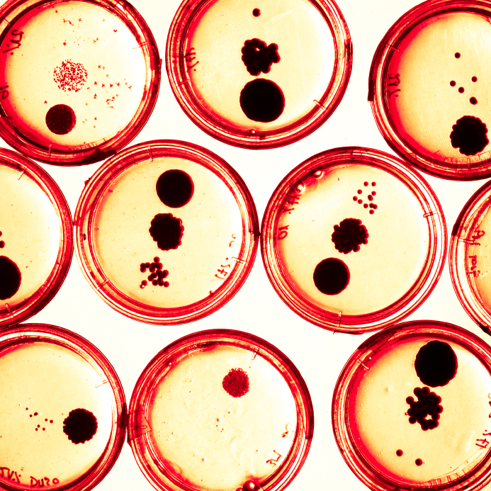 Bakteriananzüchtung Petri-Schale